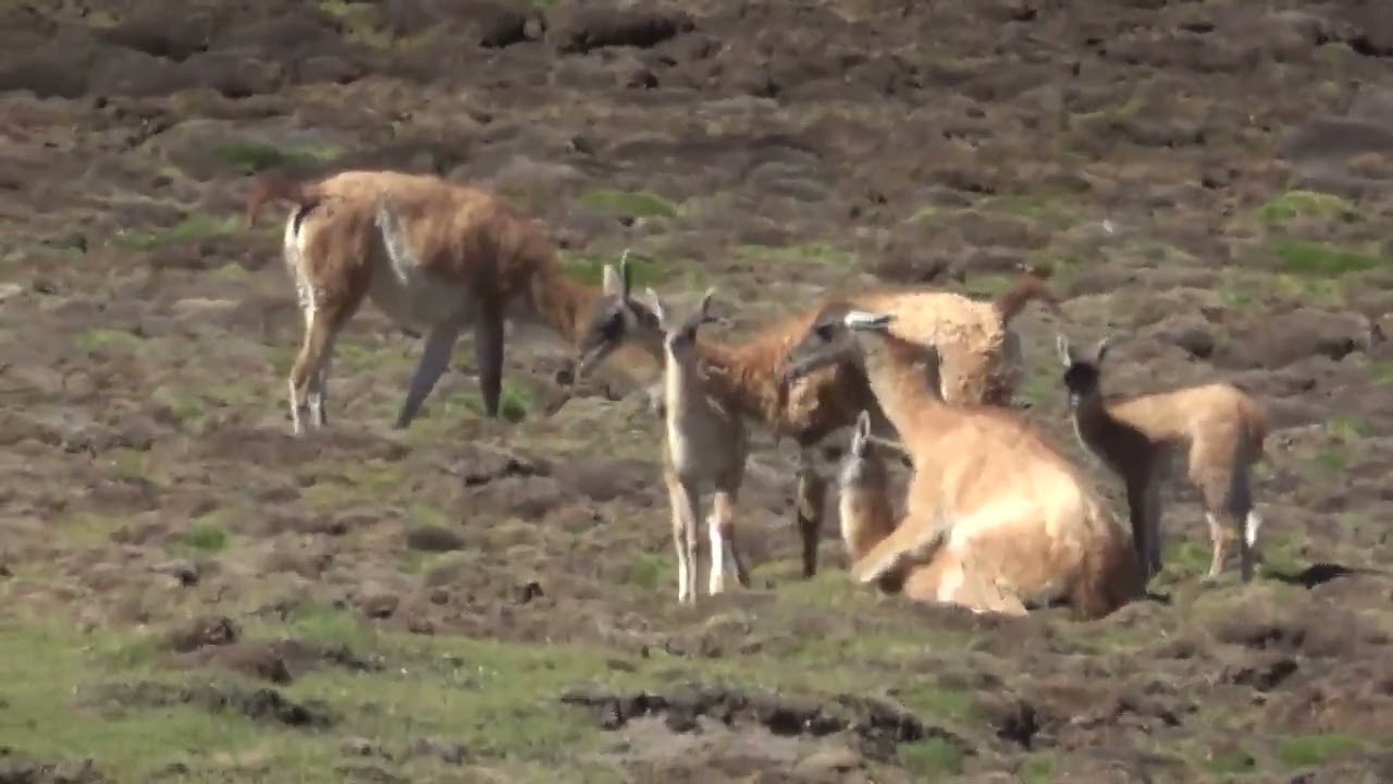 Guanaco