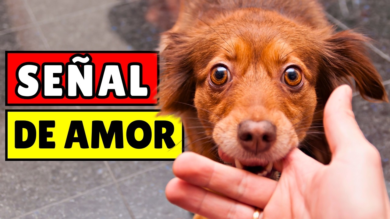 12 SE&Ntilde;ALES de que tu perro tiene un V&Iacute;NCULO especial contigo (no todos lo consiguen)