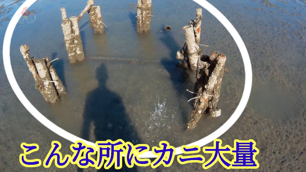 曽根干潟の潮干狩りでカニ大量！
