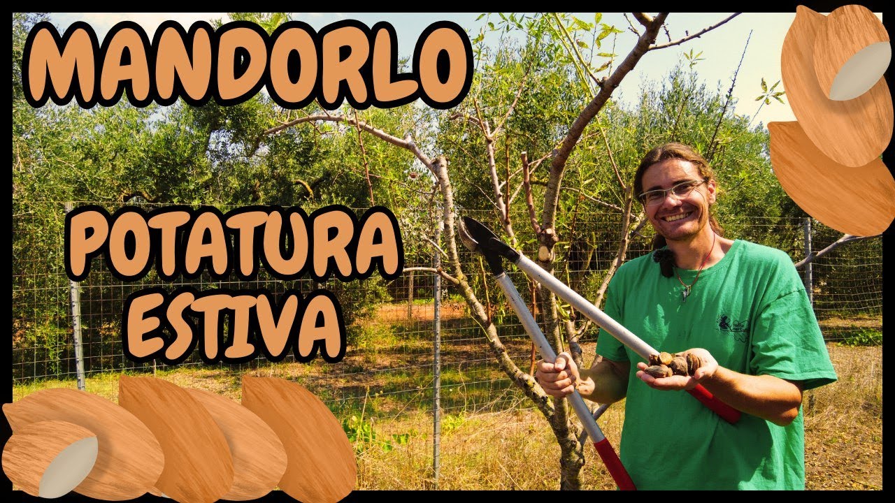 Potatura Estiva del MANDORLO con la tecnica del Topping | Guida Passo-Passo