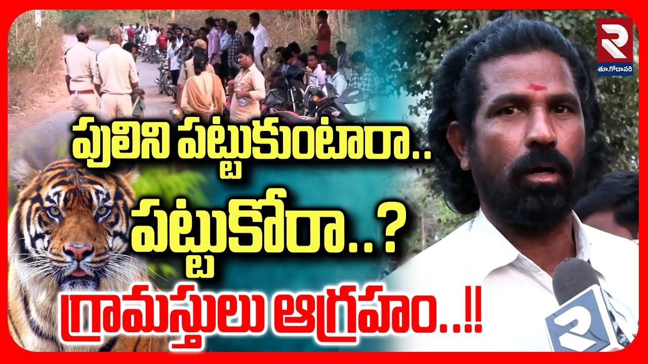 పులిని పట్టుకుంటారా పట్టుకోరా గ్రామస్తులు ఆగ్రహం..!!  | Latest Tiger Update | #rtveastgodavari