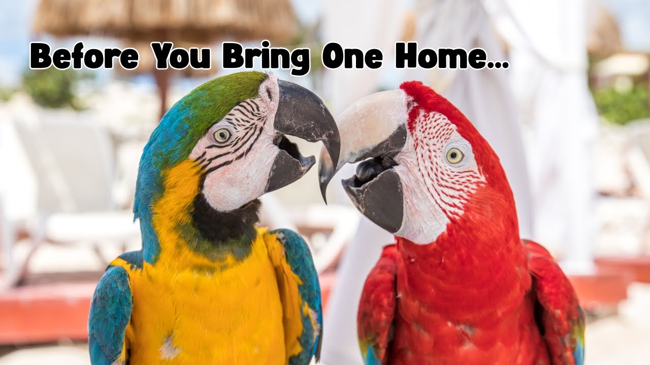 The Truth About Macaws as Pets: What Nobody Tells You