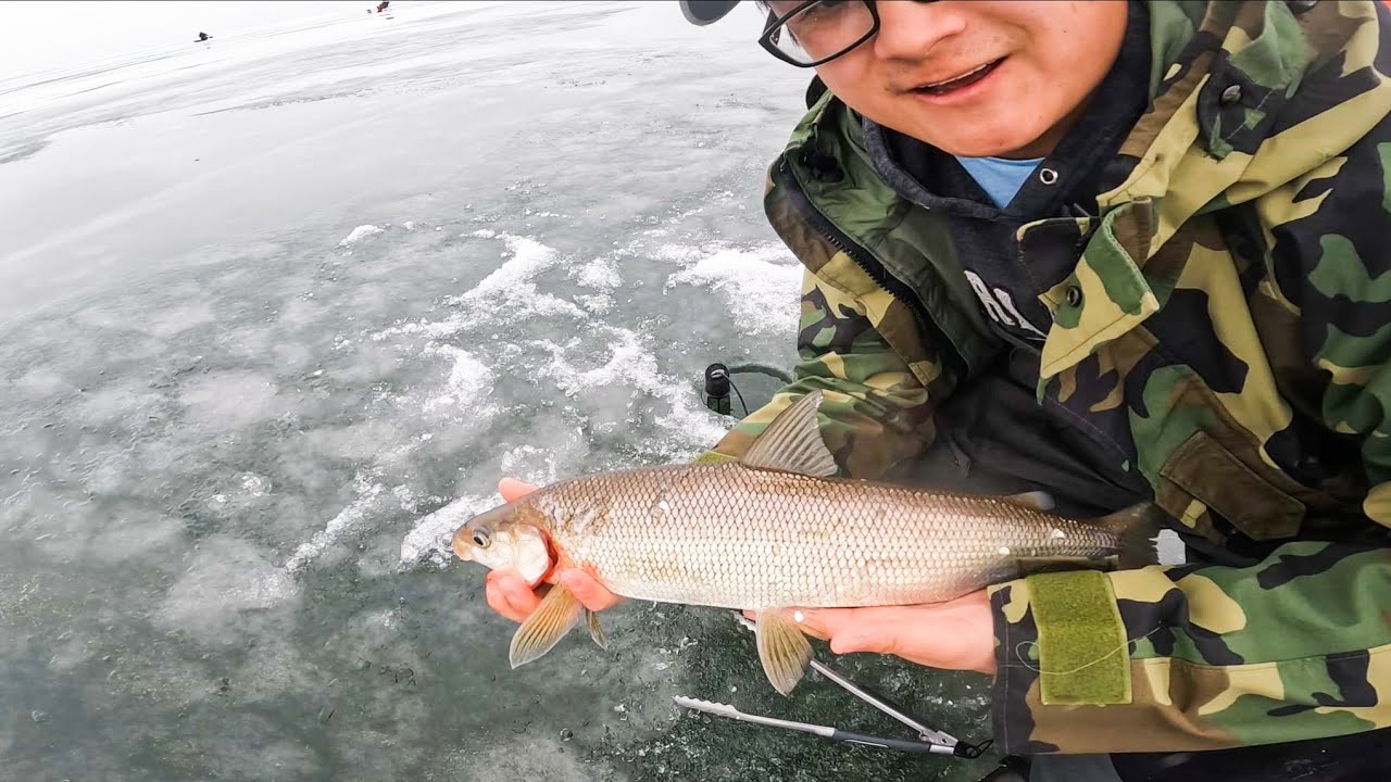 Grinding at the Bay of Greenbay for Whitefish | Wisconsin Ice Fishing