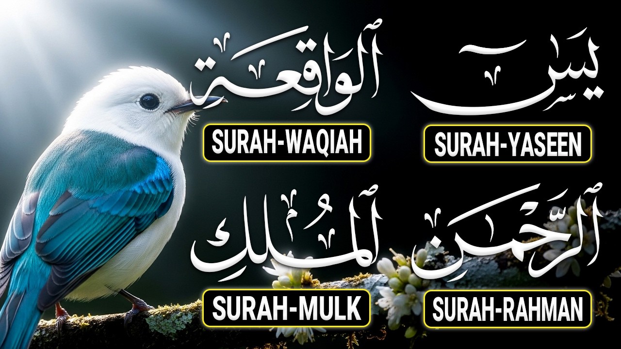 Relax Your Mind Through Quran Tilawat That Soothes Hearts |Surah Yasin Rahman Al-Waqiah Al-Mulk Ep31