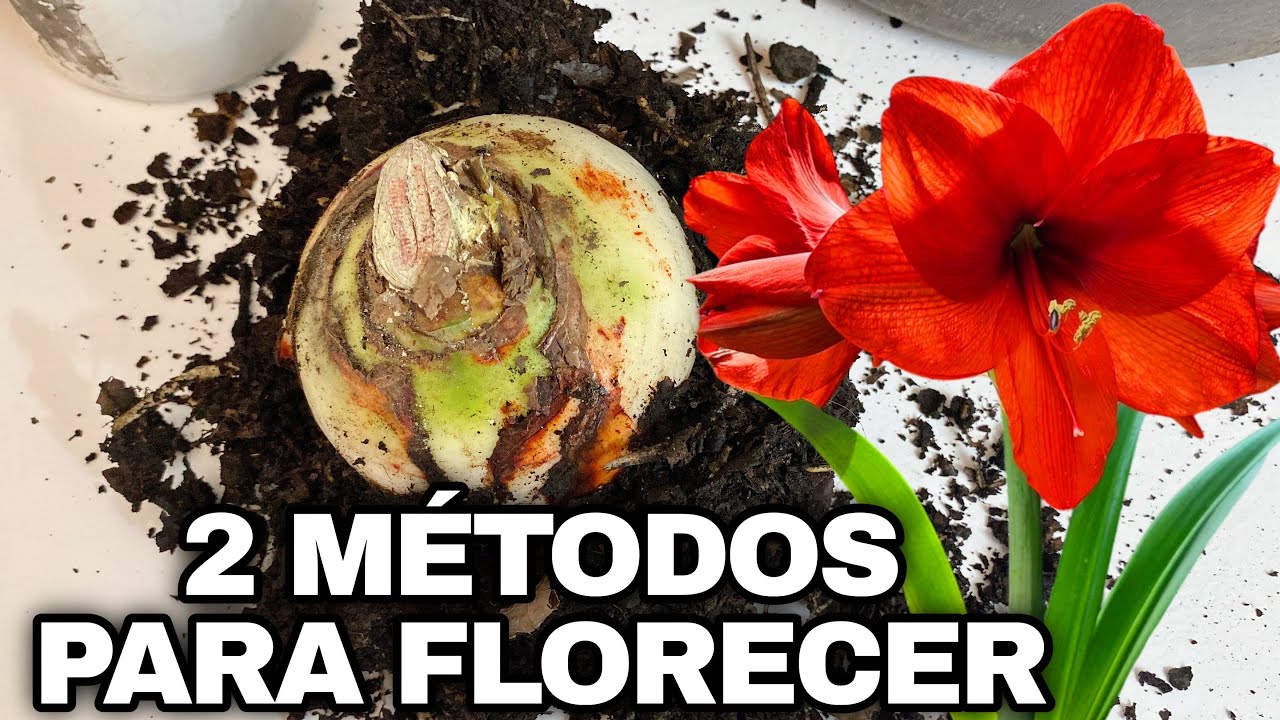 2 MÉTODOS QUE HACEN FLORECER AMARILIS y AZUCENAS CUANDO NO FLORECEN (hippeastrum amaryllis)