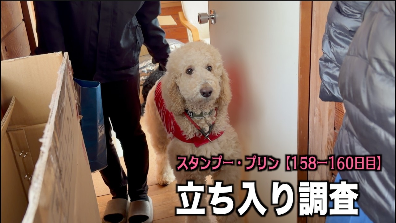 愛護センターのボランティア登録【プードル158 160日目】