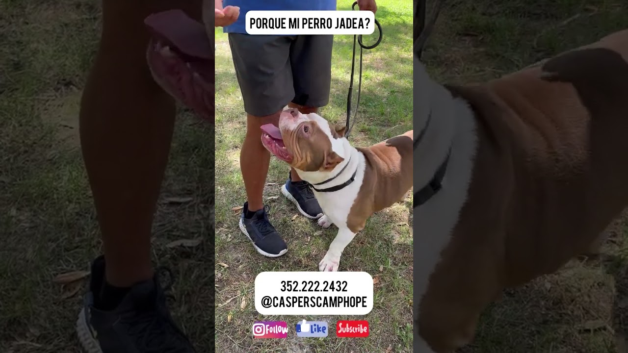 Por Que Mi Perro Jadea?