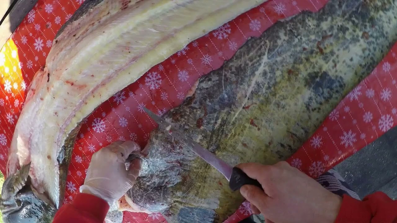 a harcsafilezes