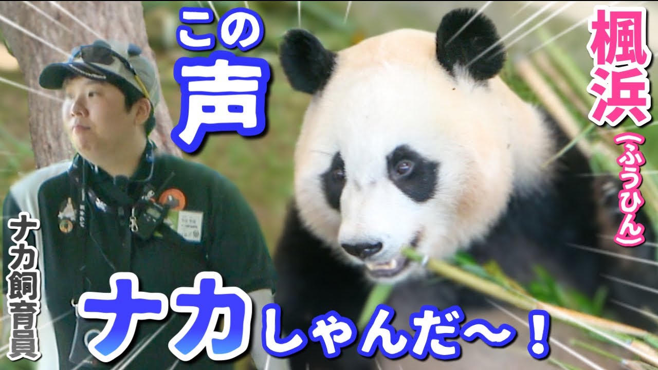 【パンダアイドル楓浜】ナカ飼育員ついに発見❗️慌てて駆け寄るふうひん🐼待ちに待ったよ〜♡