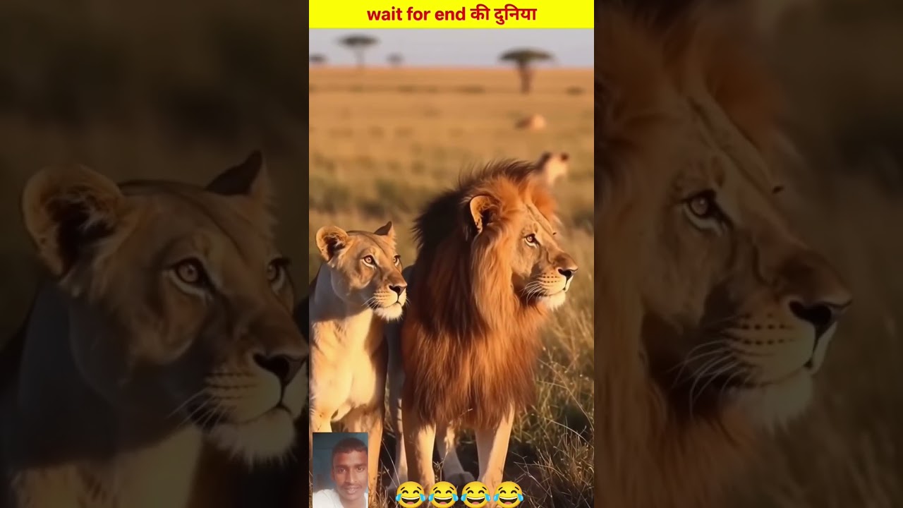 जानवरों के गजब केकारनामे 😂#funny #shorts