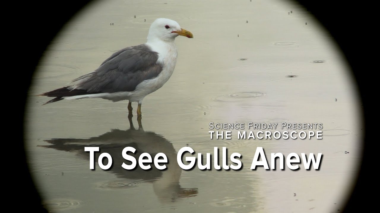 To See Gulls Anew