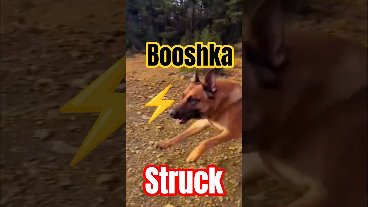You've Been... BOOSHKA-STRUCK! ⚡️🎸