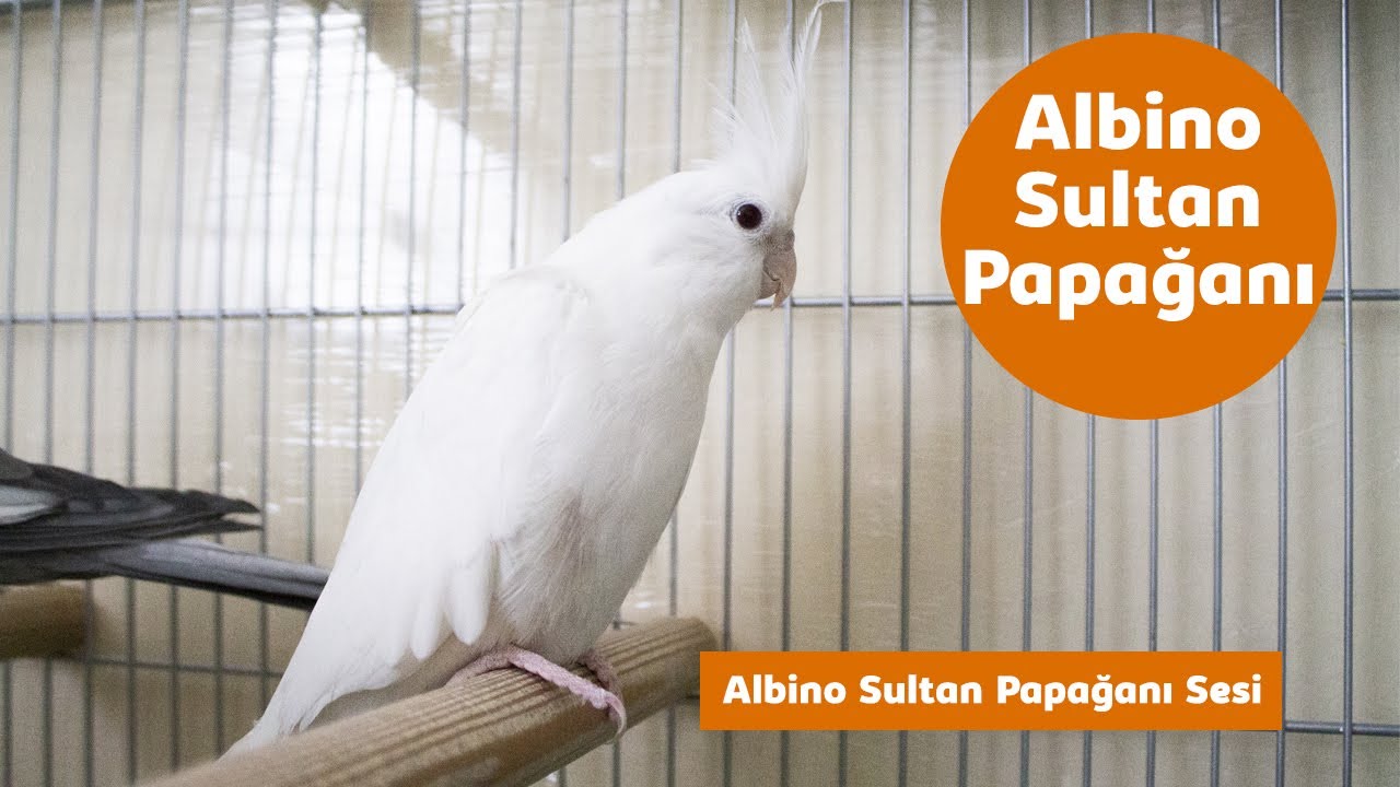 Sultan Papağanı - White Face - Albino - Kızgın Dişi Sesi
