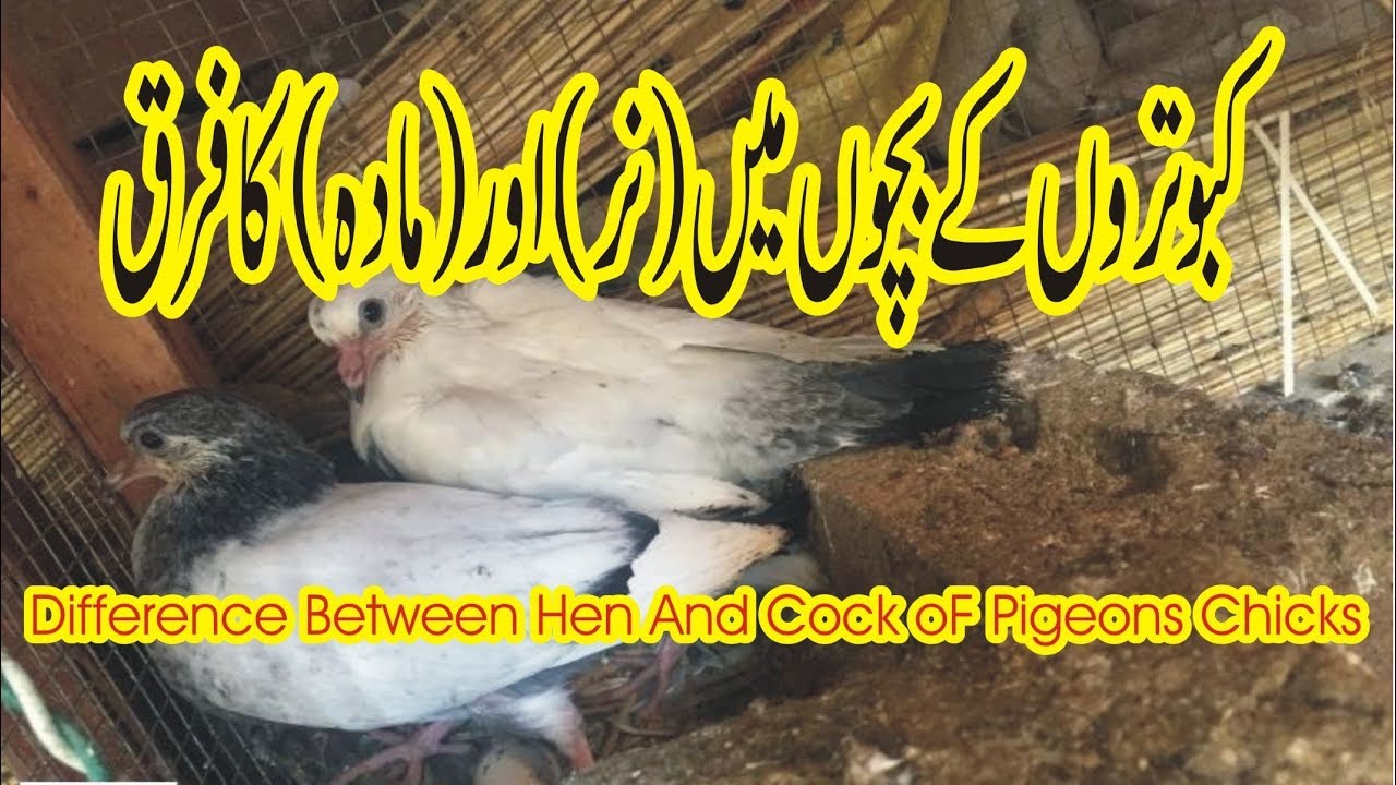 KABOTRON KAY BACHON MEIN NAR AUR MADA KA FARQ BY PIGEONS LOVERS