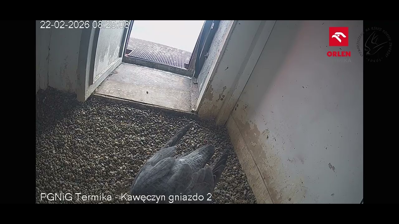 ORLEN Termika_ KAWĘCZYN samica sokoła wędrownego przygotowuje gniazdo na kominie