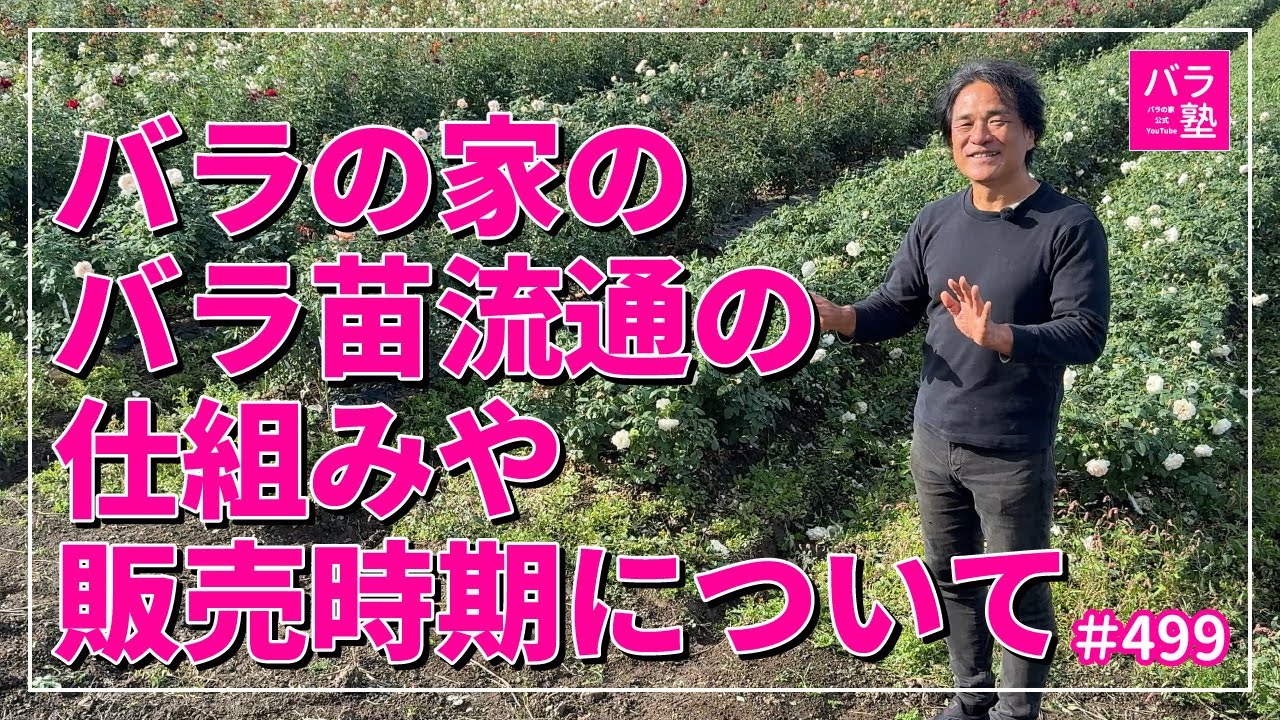 #499 バラの家のバラ苗流通の仕組みや販売時期について