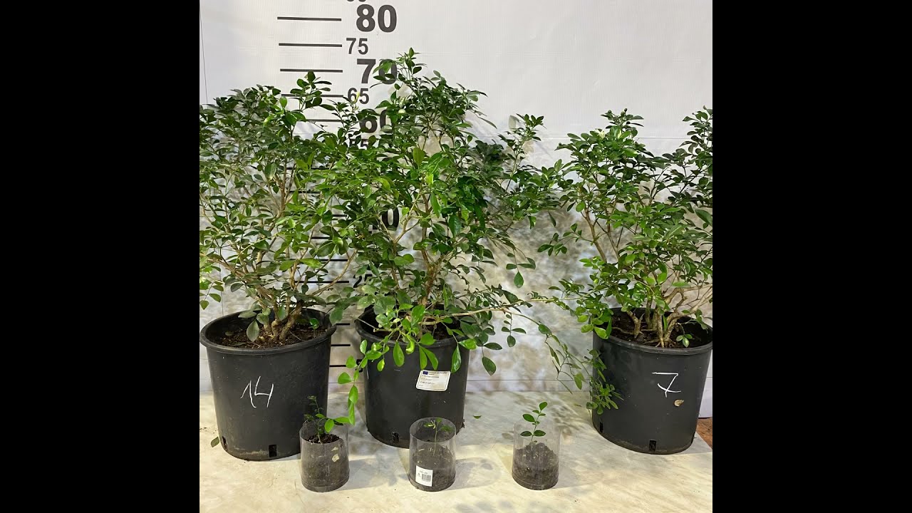 Муррайя паникулята/Murraya paniculata