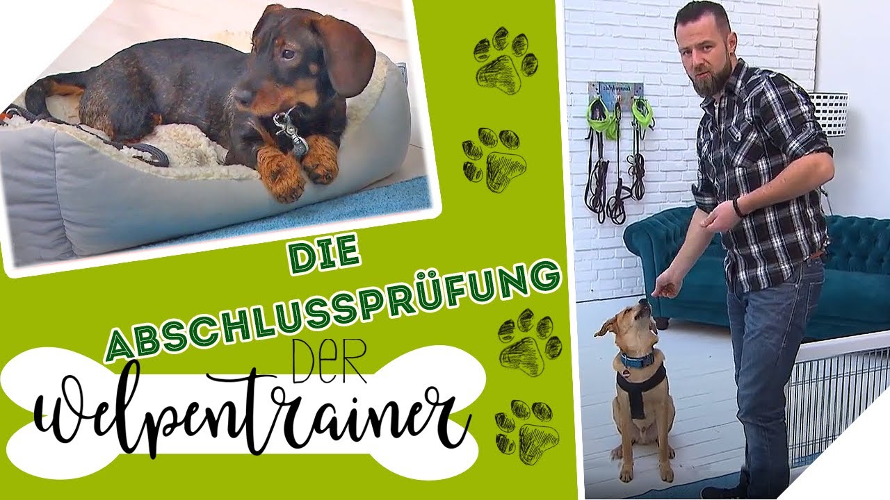 Die Abschlussprüfung: Das alles haben die Welpen gelernt! | Der Welpentrainer | sixx