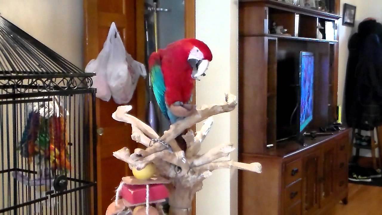 Annabelle the Greenwing Macaw talking.
