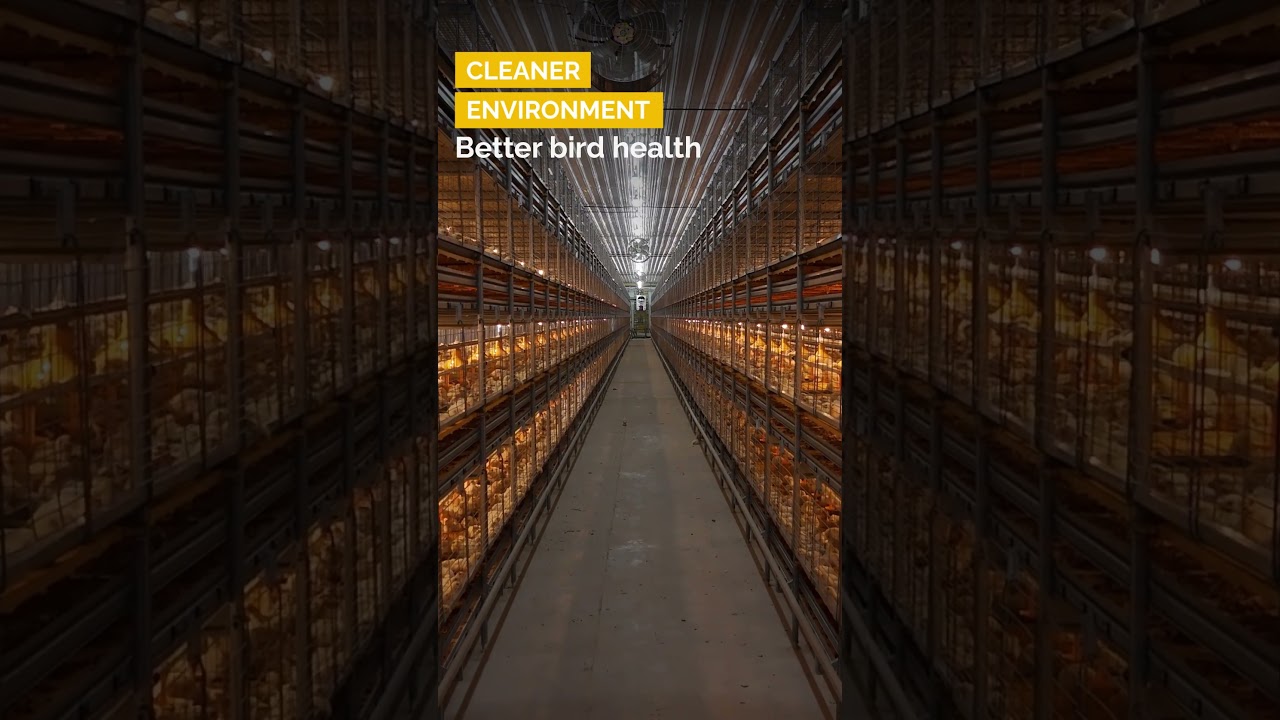Transform Your Poultry Farm with Smart Automation | Gartech Equipments