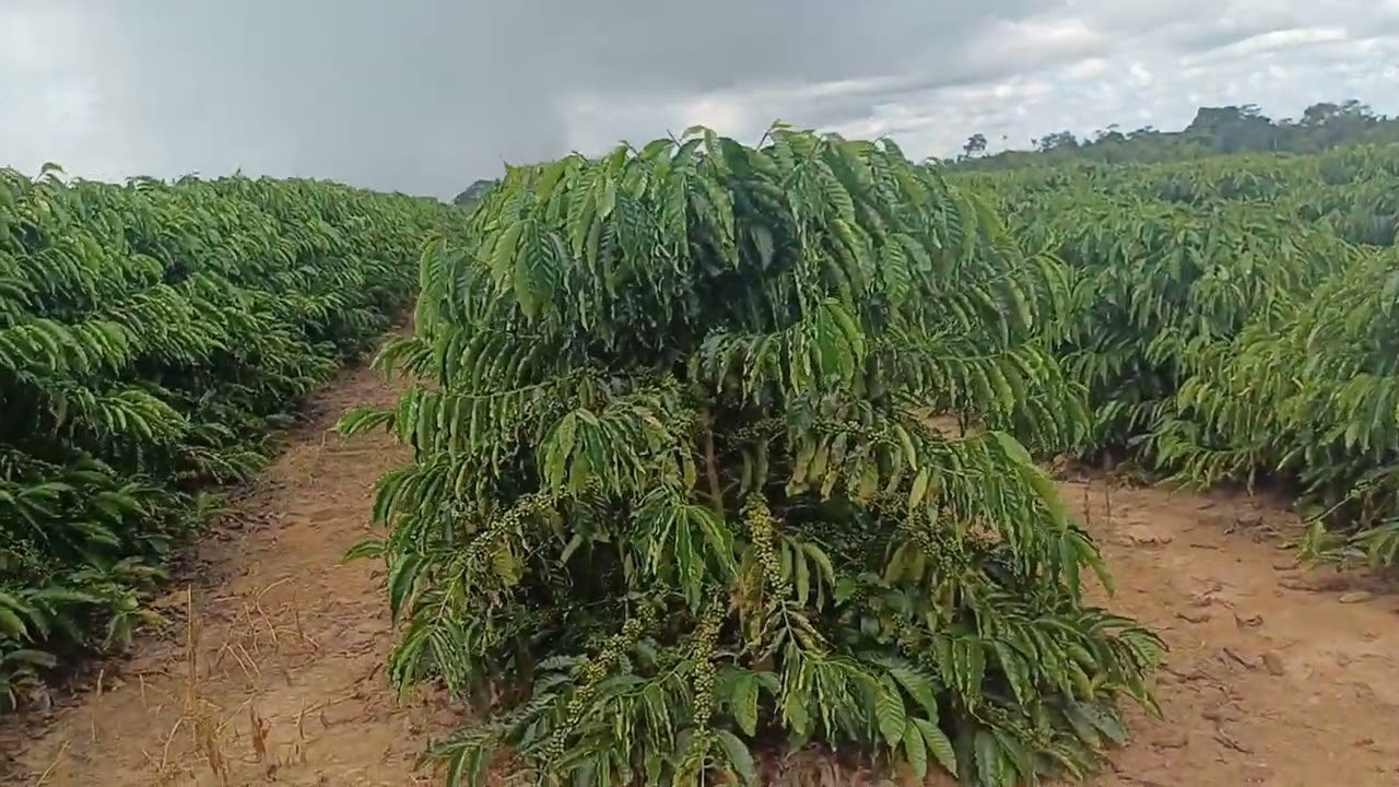 Café clonal robusta amazônico de Rondônia, safra 2026