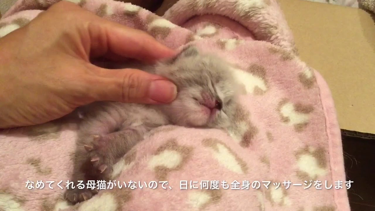 捨てられていた子猫の保護記録8(生後13〜19日目)・Abandoned Newborn Kittens