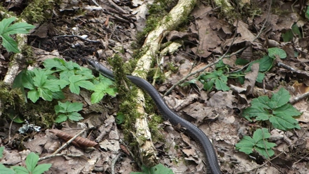 Large-headed Water Snake (Колхидский уж) @ Sochi, Russia