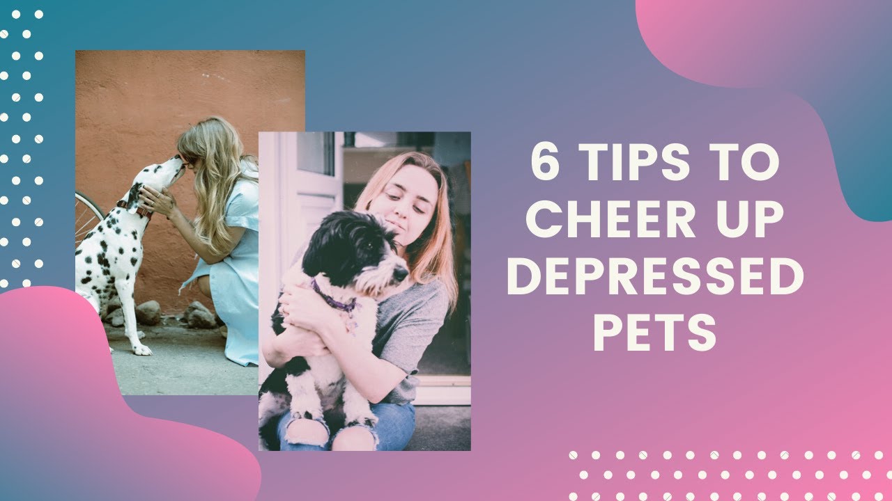 6 Tips to Cheer Up Depressed Pets