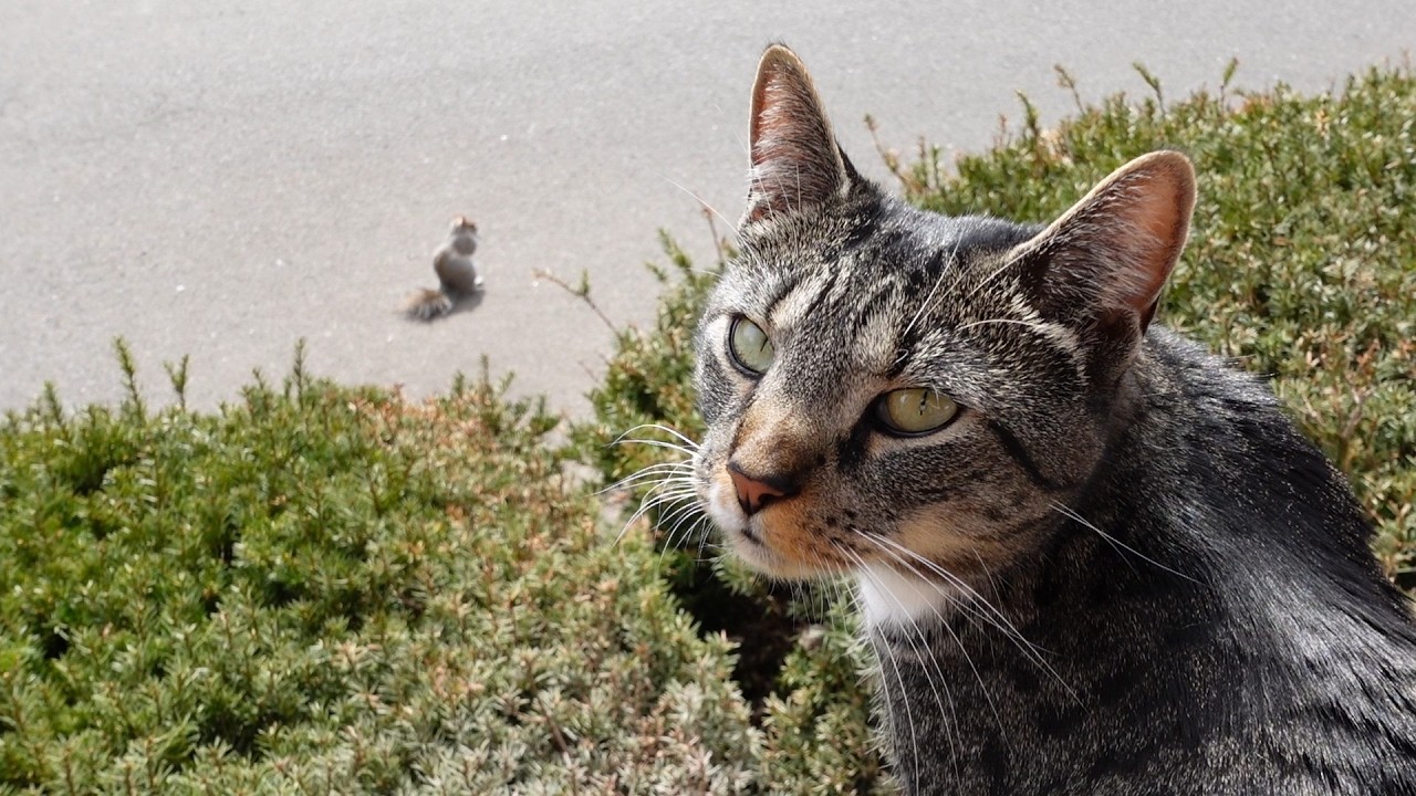 My cat Kiara likes to watch over pregnant squirrel Minnie