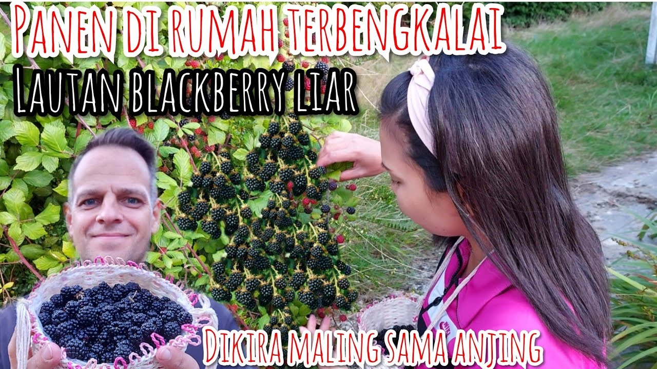 PANEN BLACKBERRY LIAR DI RUMAH TERBENGKALAI || SAMPE PUSING PANEN SAKING BANYAKNYA