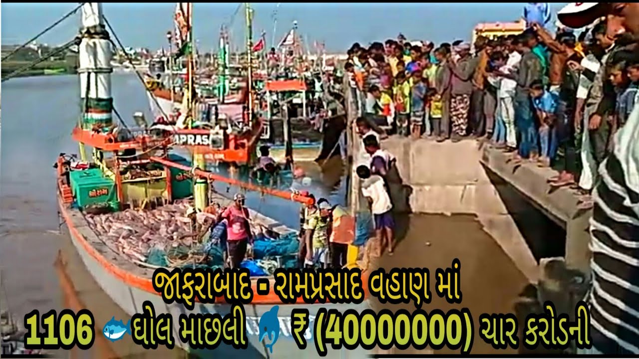 જાફરાબાદ - રામપ્રસાદ વહાણ માં એક સાથે 1106 🐟ઘોલ માછલી 🐬 પડી  ₹ (40000000) ચાર કરોડની થઈ