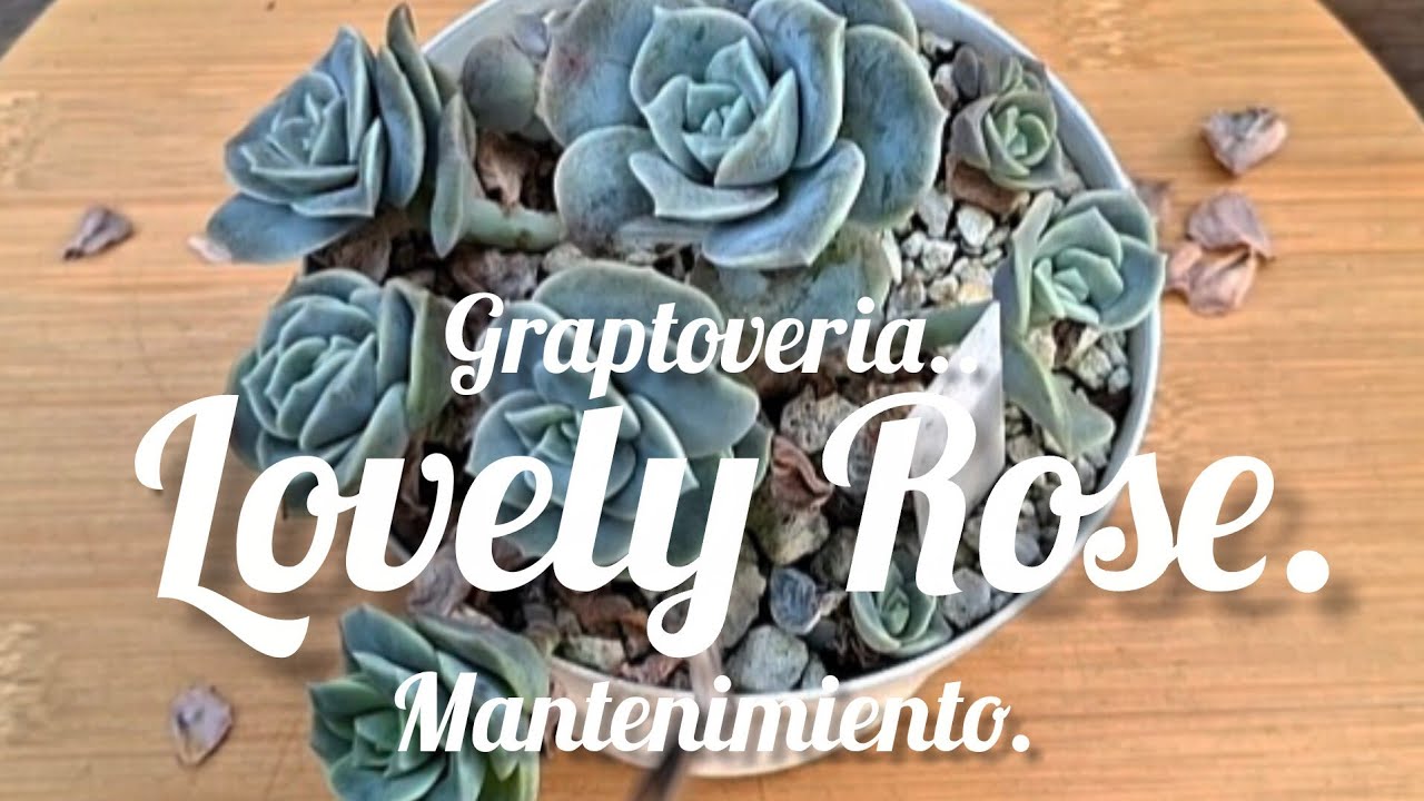 Graptoveria Lovely Rose.  Mantenimiento.  #suculentas #plantas 