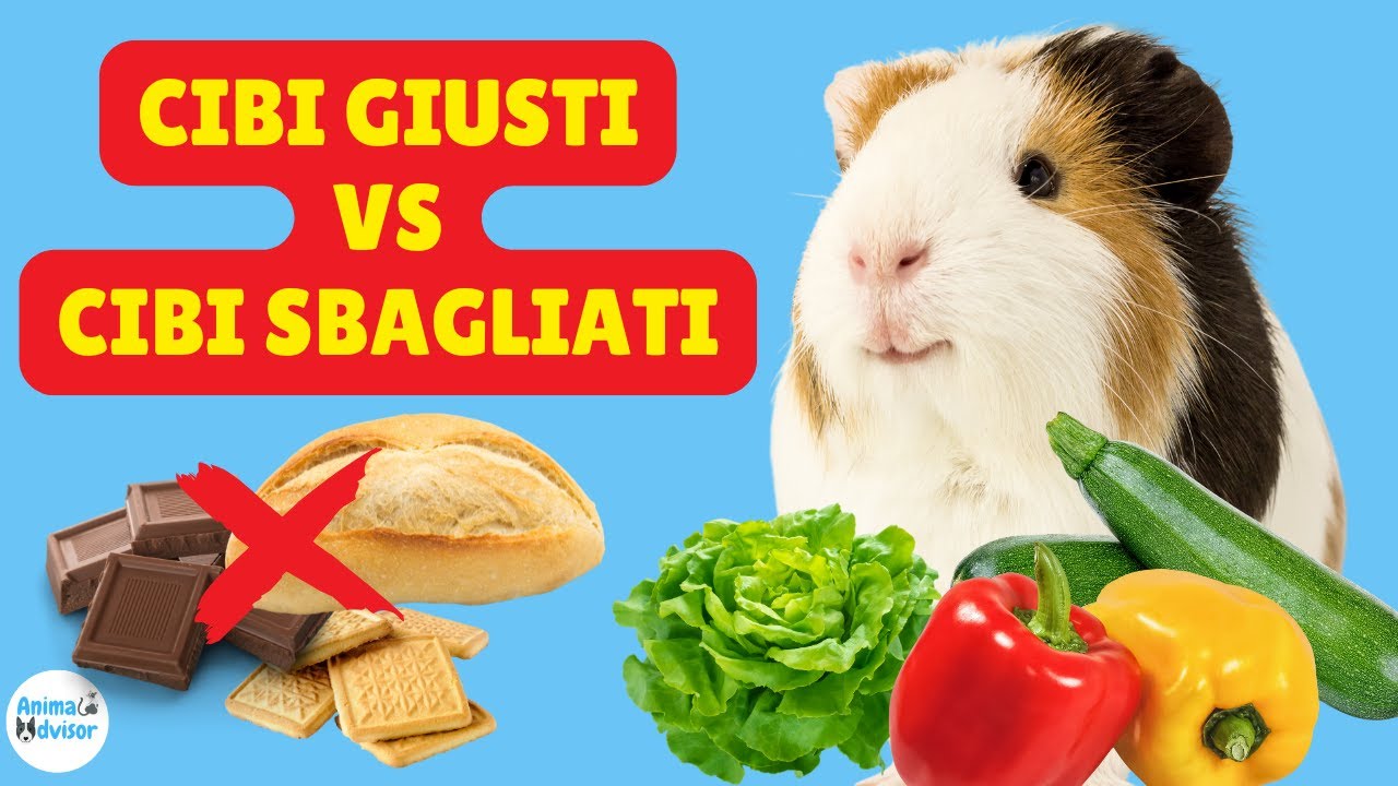 Cosa Mangiano i Porcellini d'India? Alimentazione perfetta per la cavia 🥬 | Cibi sì e cibi no! 🐹🥕🥦