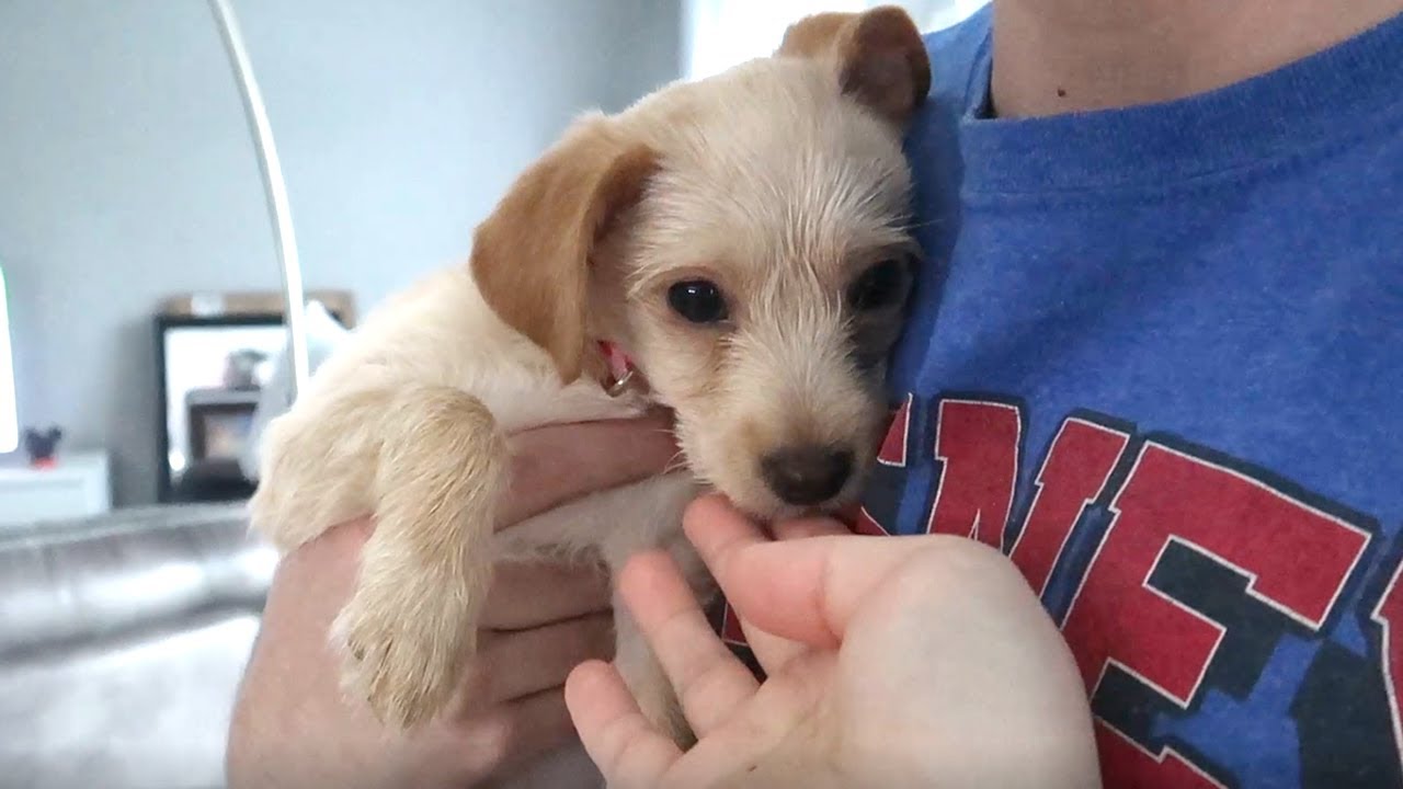 Meet Our New Family Member!
