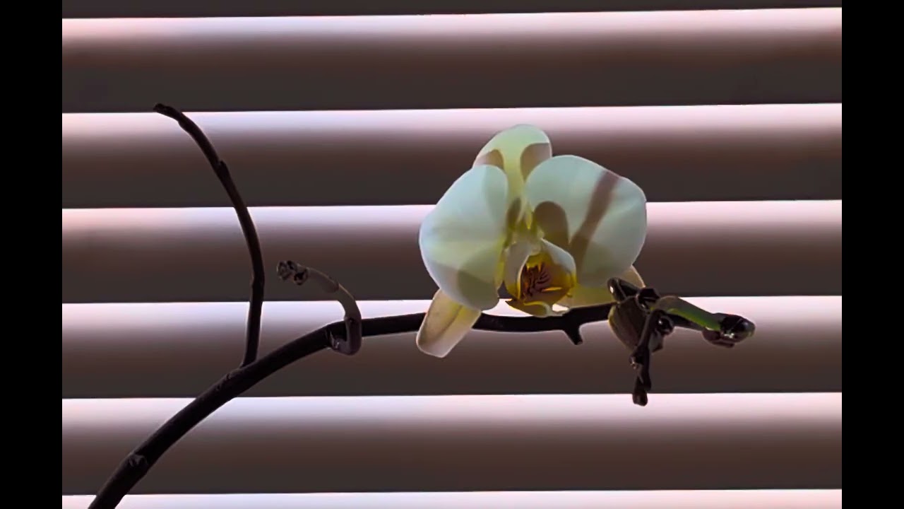 Mi amor y la pacienciason recompensados