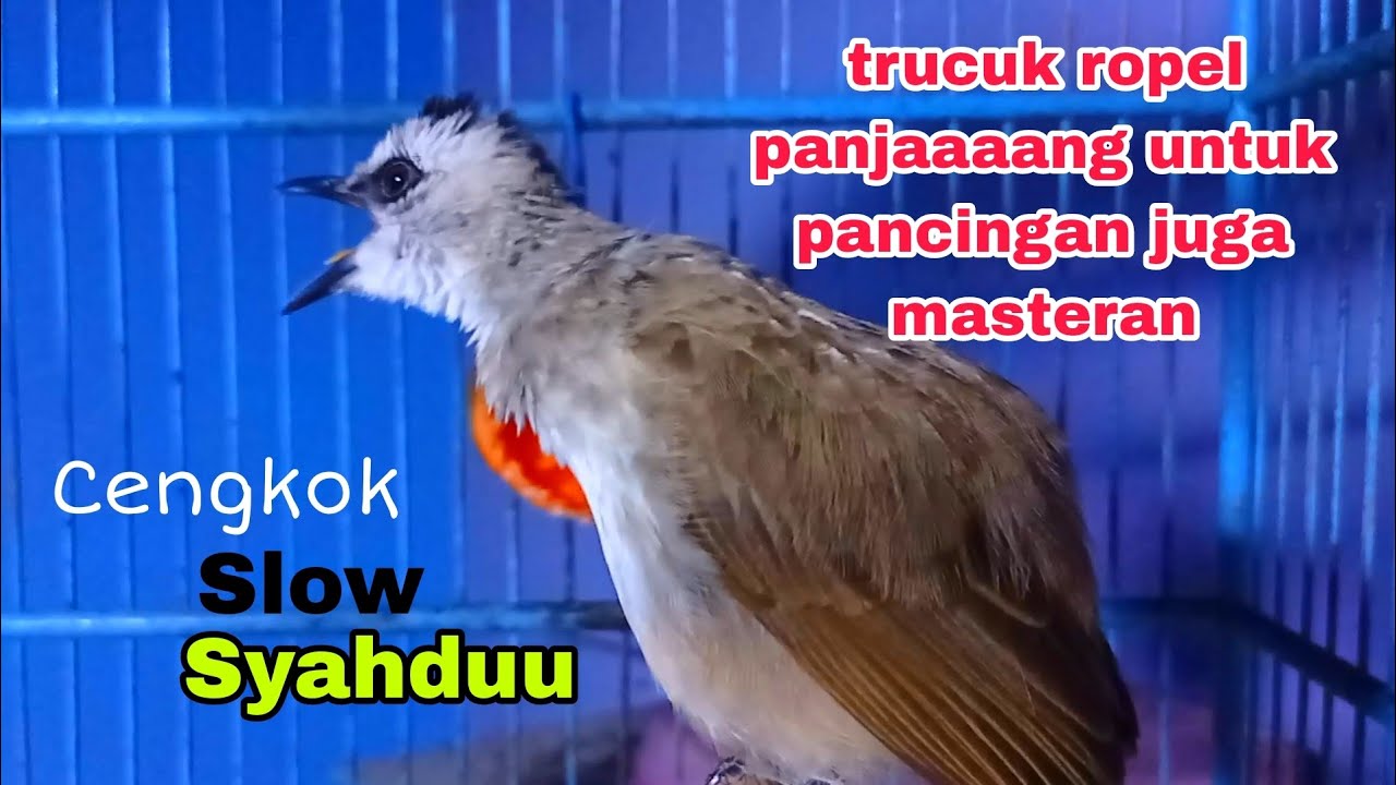 Trucuk gacor ropel panjang buat pancingan masteran