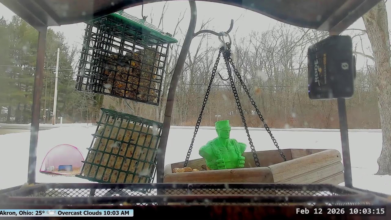 February Window Birds
