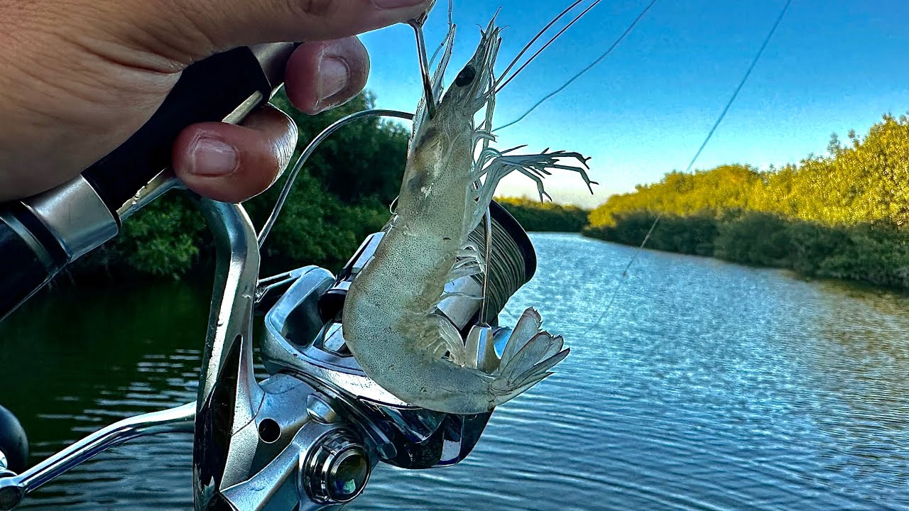 PARGOS con CAMAR&Oacute;N VIVO en los MANGLARES || PESCA con CARNADA VIVA.