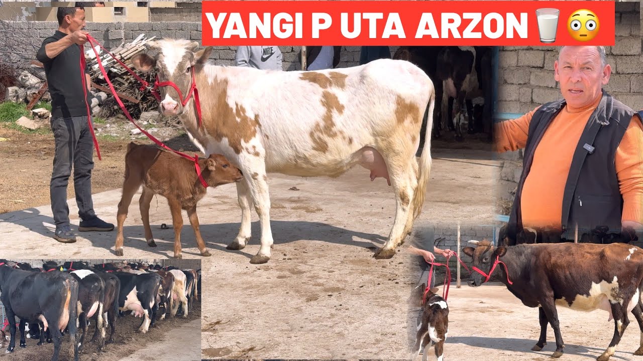 ALISHER AKA😳F🥛21. MIL. GA ONA BOLA XALQ MAZZA QILSIN BAYRAMGA AKSIYA QIVORDI💥🏃