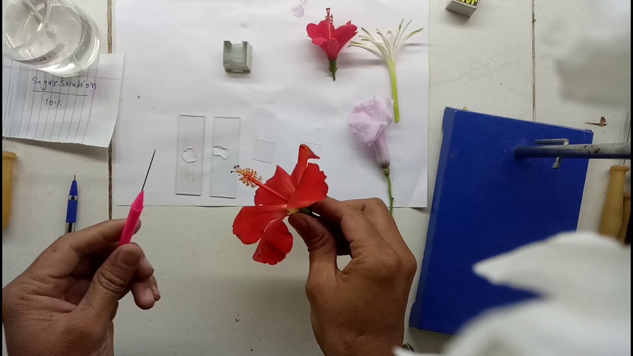 TO CALCULATE PERCENTAGE OF POLLEN GERMINATION