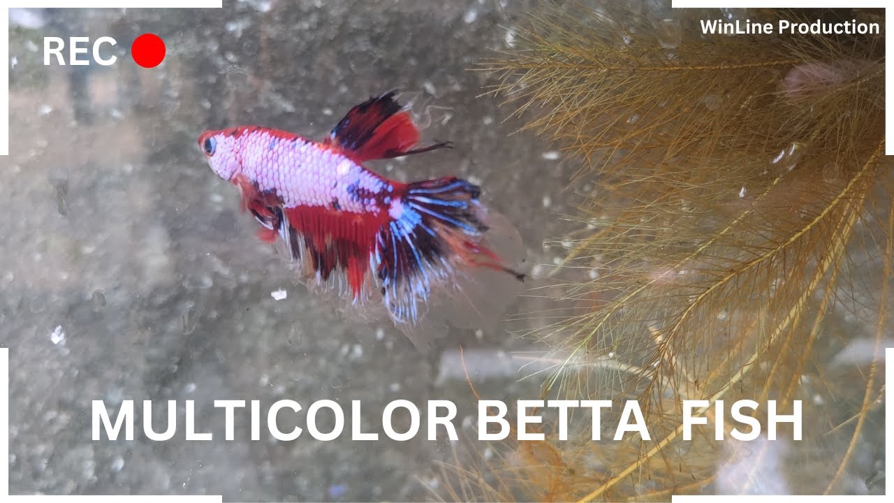 Multicolor Betta Fish ! Part 1
