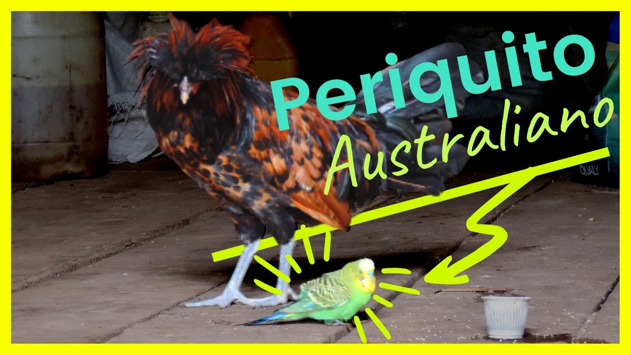 Apareceu um Periquito Australiano | Gutejando
