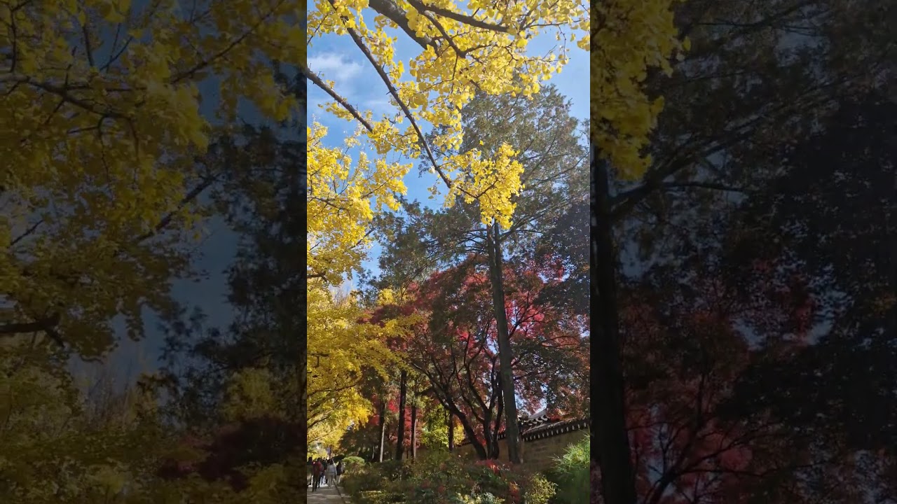 "Autumn Ginkgo Beauty to the Blue House # shorts 