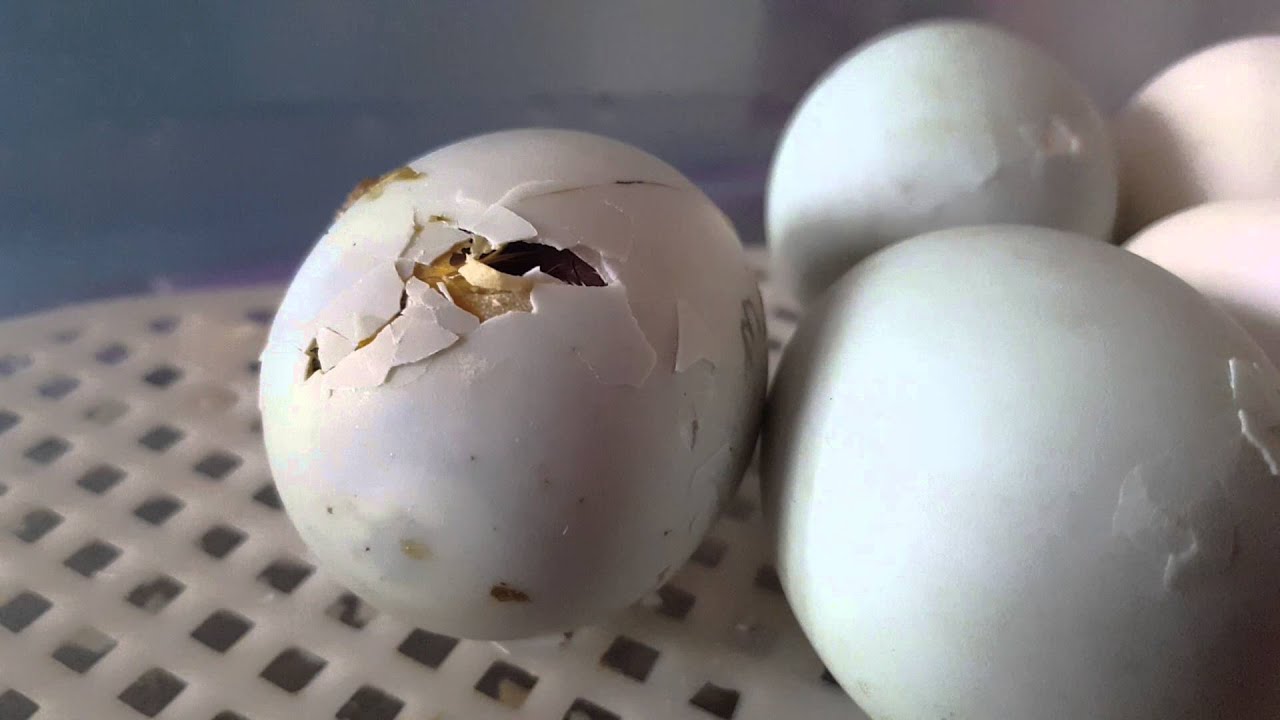 Runner Duck Hatching from Egg. Cute Duckling!