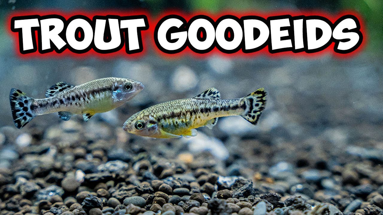 Bringing Home Rare Trout Goodeids: Creating Their New Aquarium