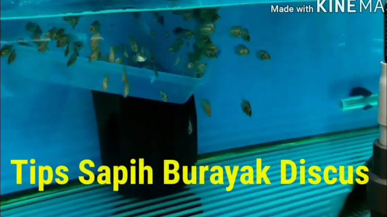Tips Sapih Burayak Discus