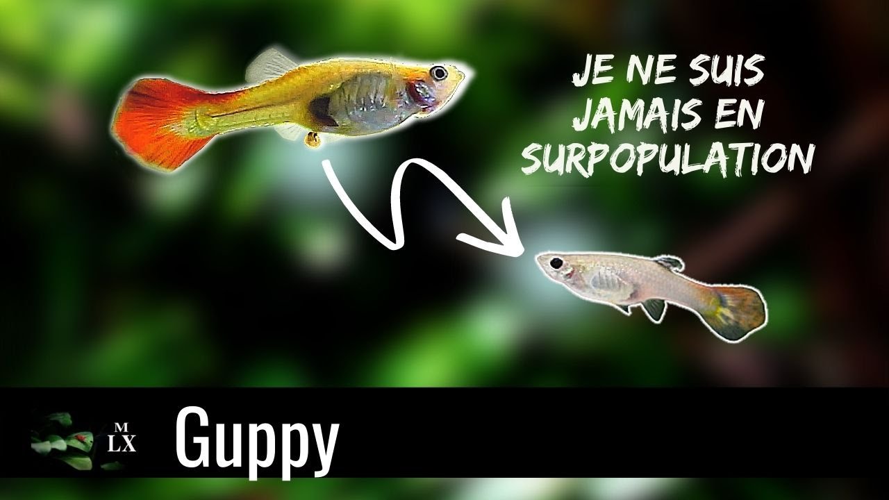 JE NE SUIS JAMAIS EN SURPOPULATION DE GUPPIES | Mes alevins se font tous bouffer