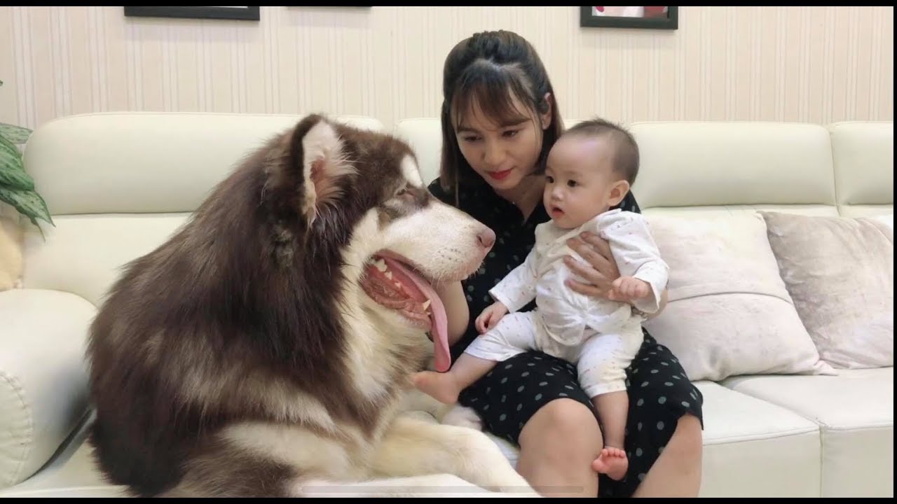Mật làm bả mẫu trông bé Judy - Alaska Dog look Baby - Mật Pet Family