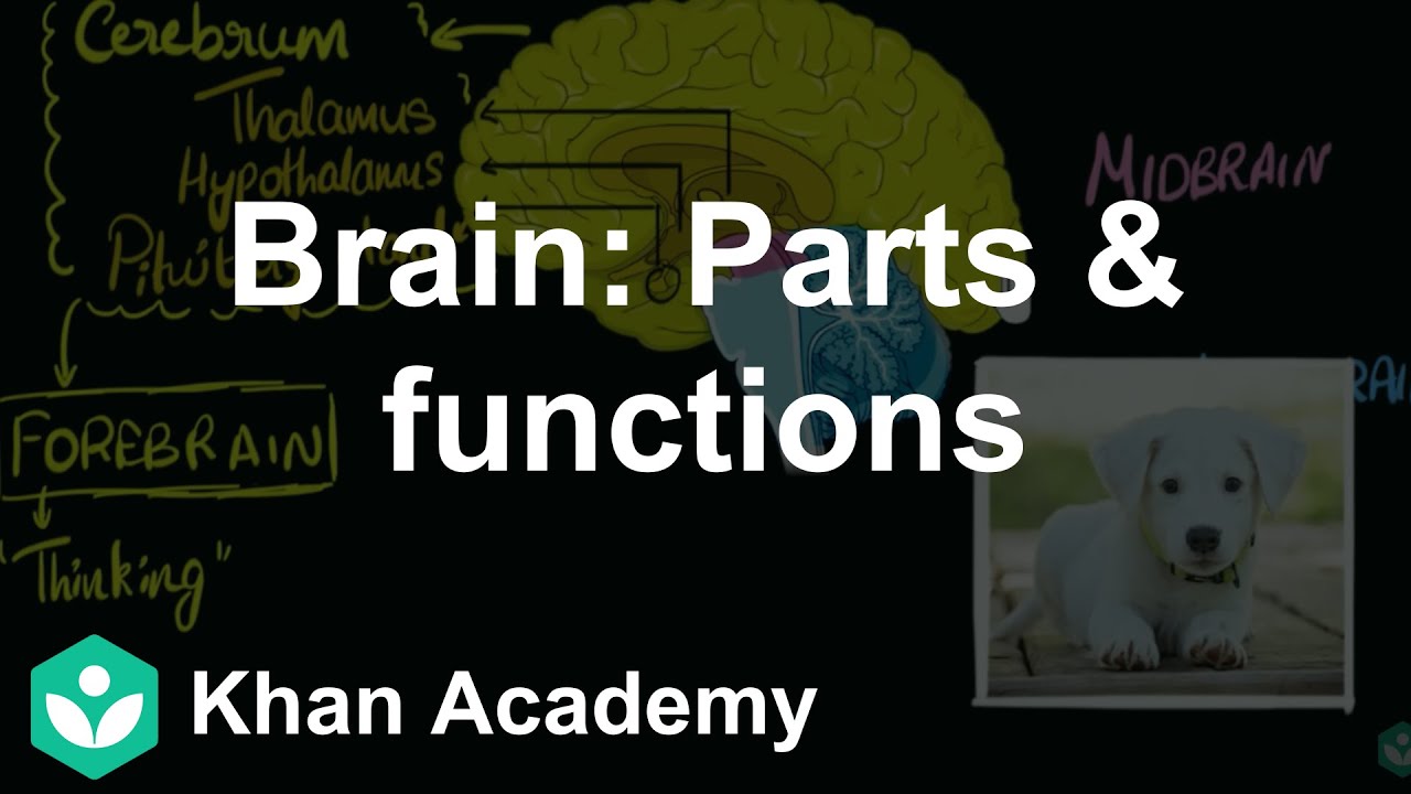 Brain: Parts & functions | Control & Coordination | Class 10 | Biology | Khan Academy