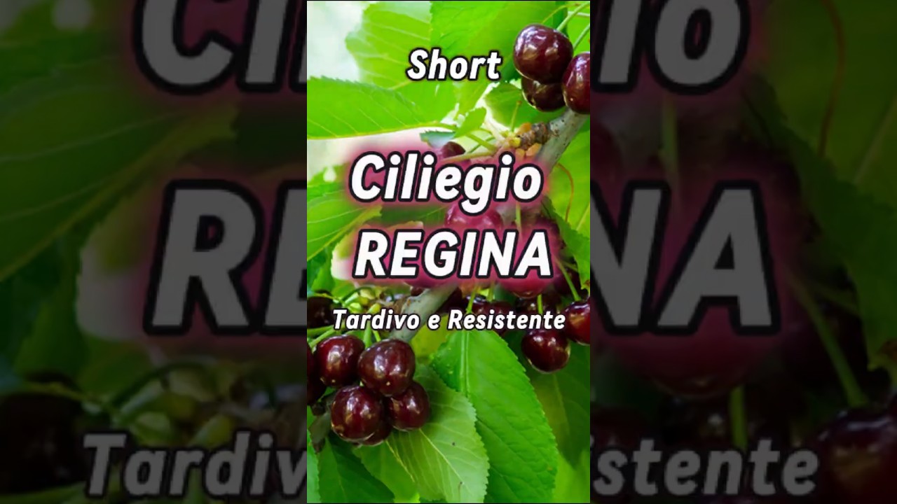 Ciliegio Regina, la ciliegia tardiva #shorts #ciliegie #ciliegio @PiantealCentro